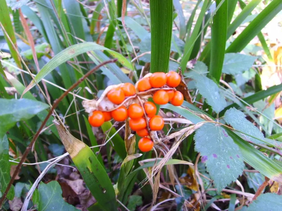 Stinking Iris (Iris Foetidissima) — lavender flowers in the garden