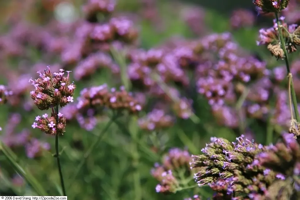 Purple Top Verbena (Verbena Bonariensis) — Thriving in full sun to partial shade, it is drought-tolerant and attracts pollinators