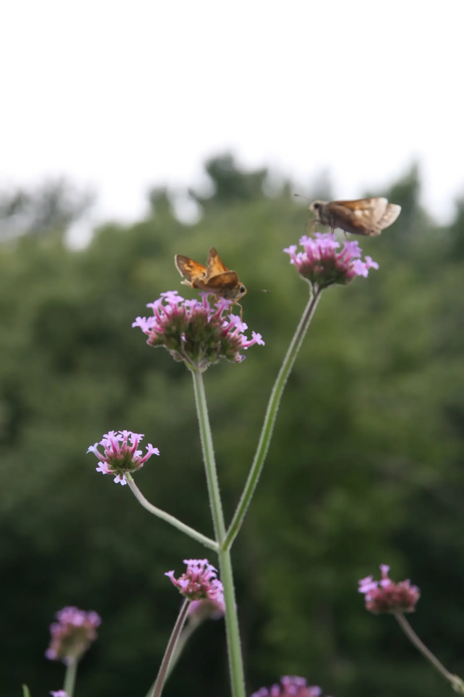 Purple Top Verbena (Verbena Bonariensis) — lending both beauty and benevolence to your client's landscape; thriving in full sun to partial shade, image 78