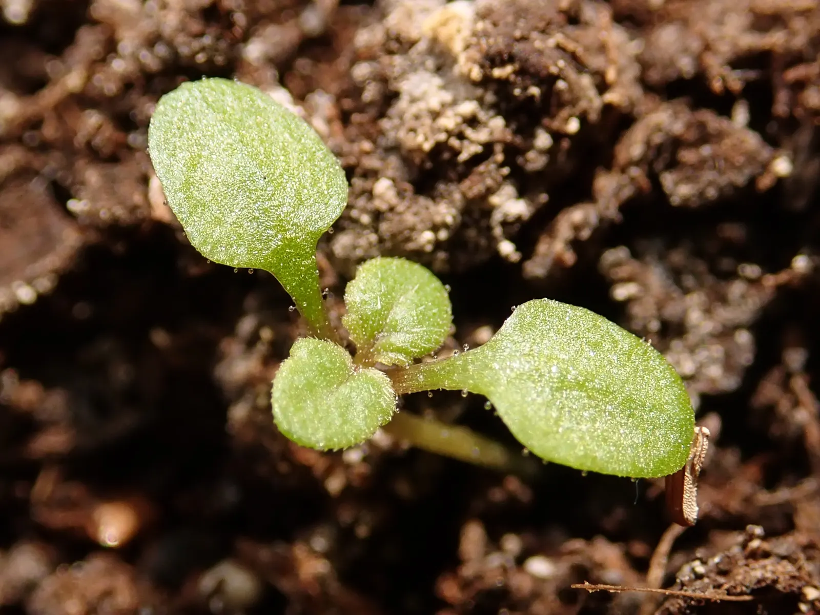 Purple Top Verbena (Verbena Bonariensis) — scientifically named Verbena bonariensis, image 59