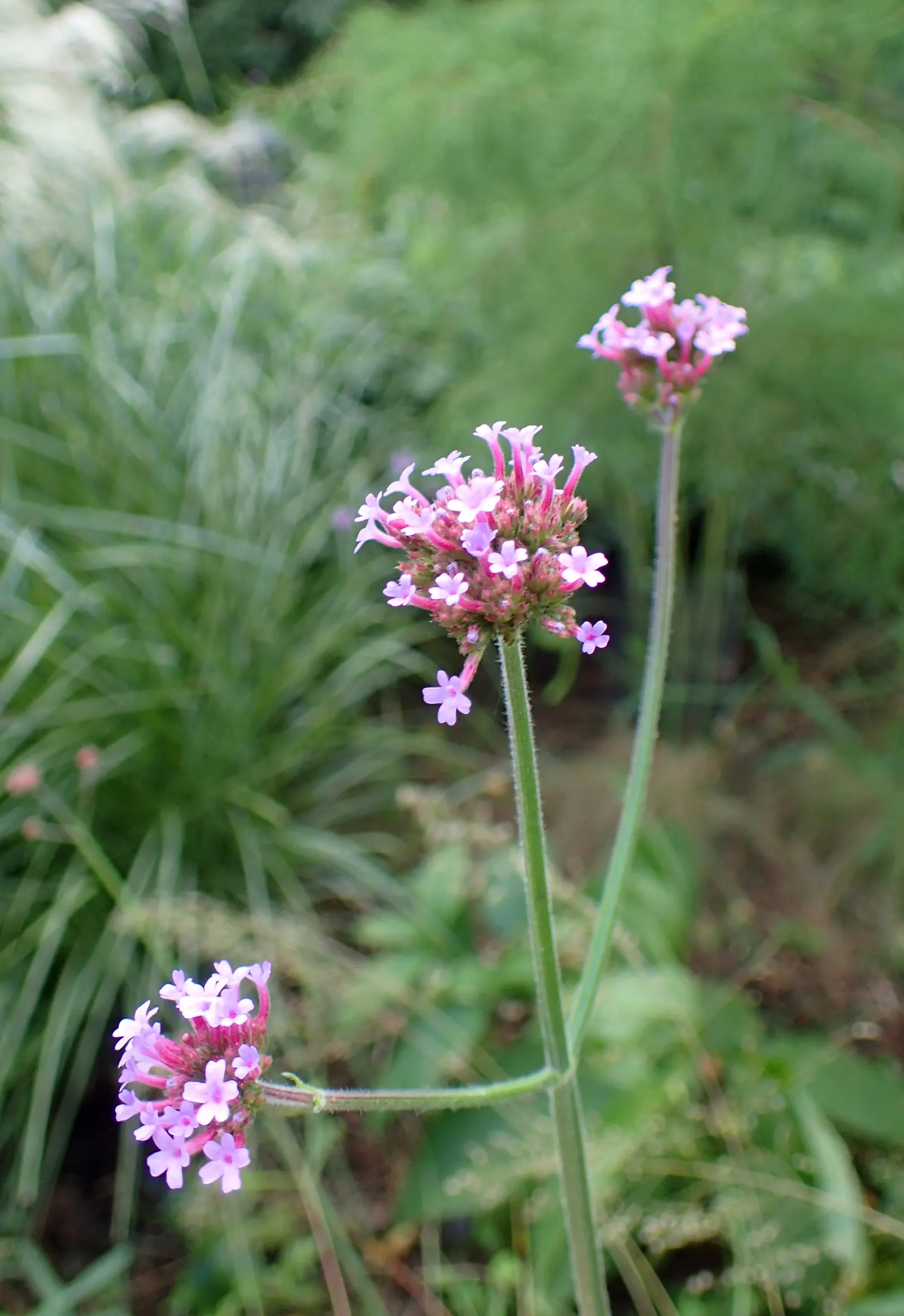 Purple Top Verbena (Verbena Bonariensis) — elegantly grouped at the tips of its stems; requiring a minimum of 6 hours of direct sunlight a day to flourish
