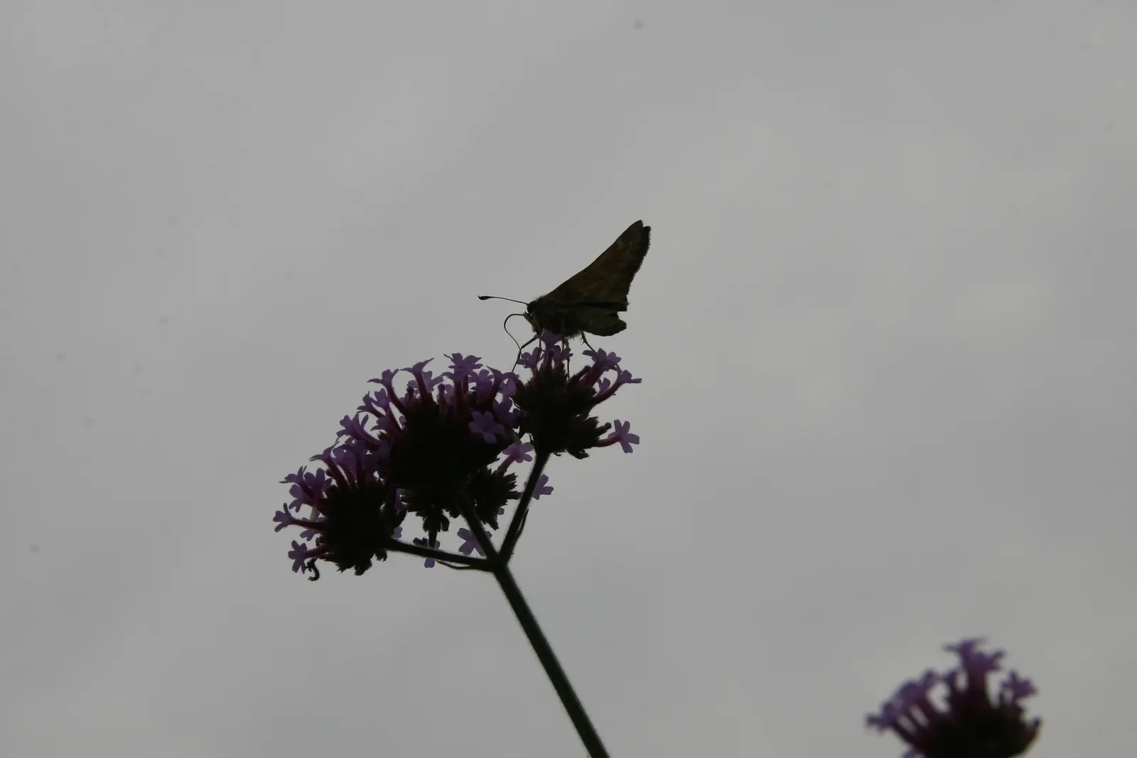 Purple Top Verbena (Verbena Bonariensis) — Thriving in full sun to partial shade, it is drought-tolerant and attracts pollinators; when planting for design