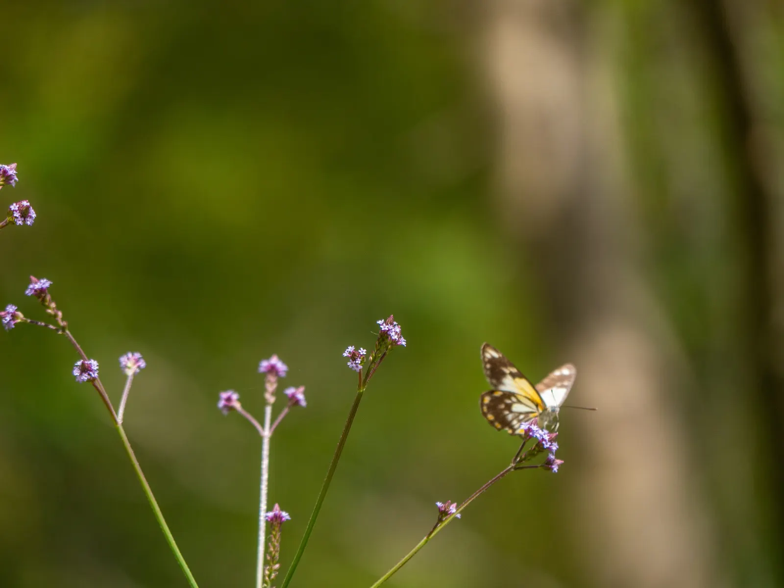 Purple Top Verbena (Verbena Bonariensis) — the Purple Top Verbena is a magnet for butterflies and bees