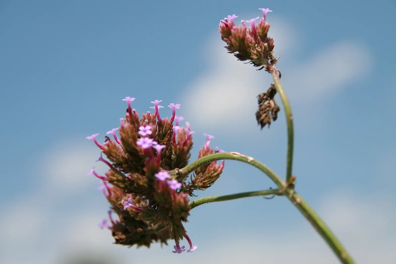 Purple Top Verbena (Verbena Bonariensis) — exhibits drought tolerance, image 68