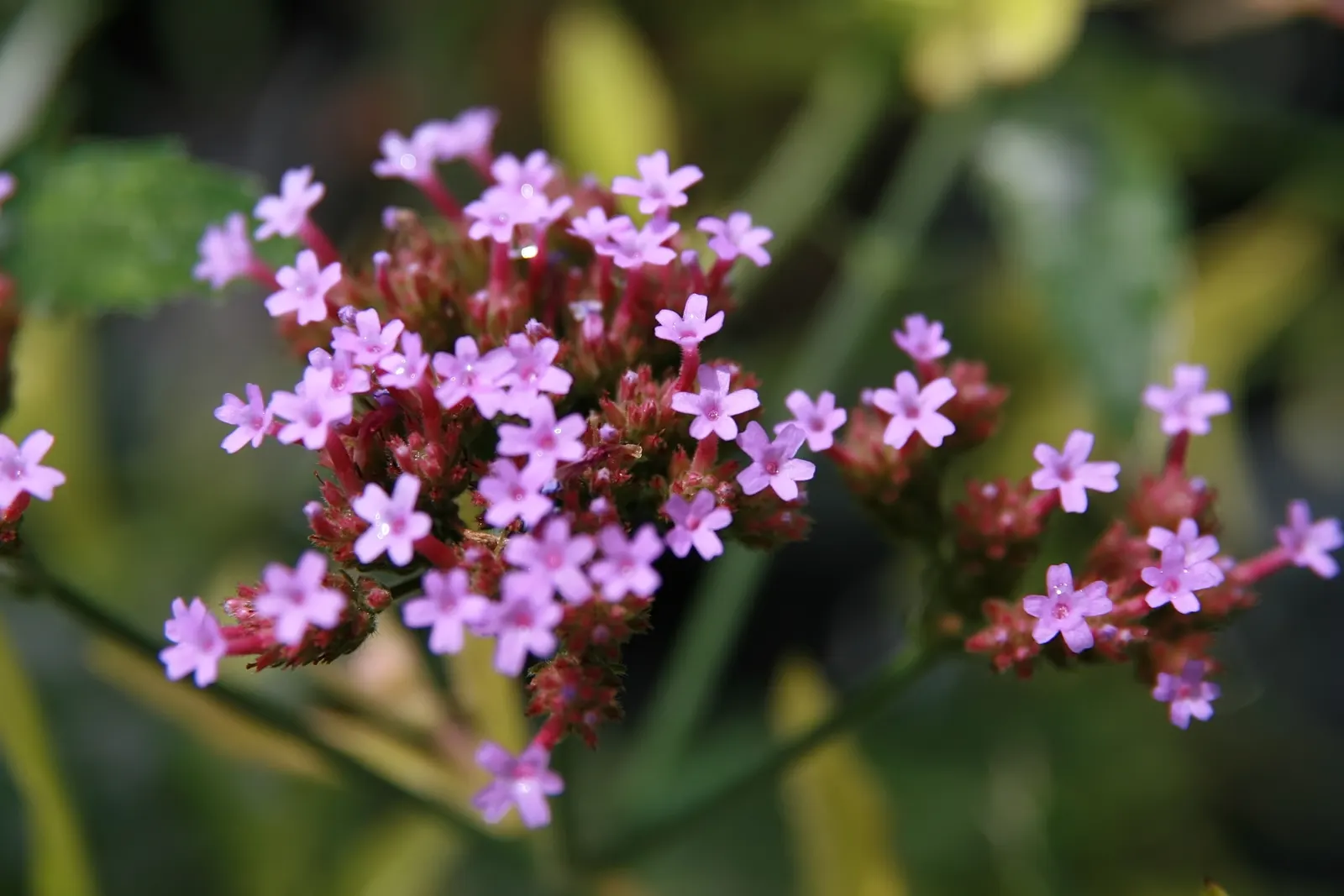 Purple Top Verbena (Verbena Bonariensis) — making it an excellent choice for low-maintenance schemes.<br><br>Favored by pollinators; trim spent blooms to