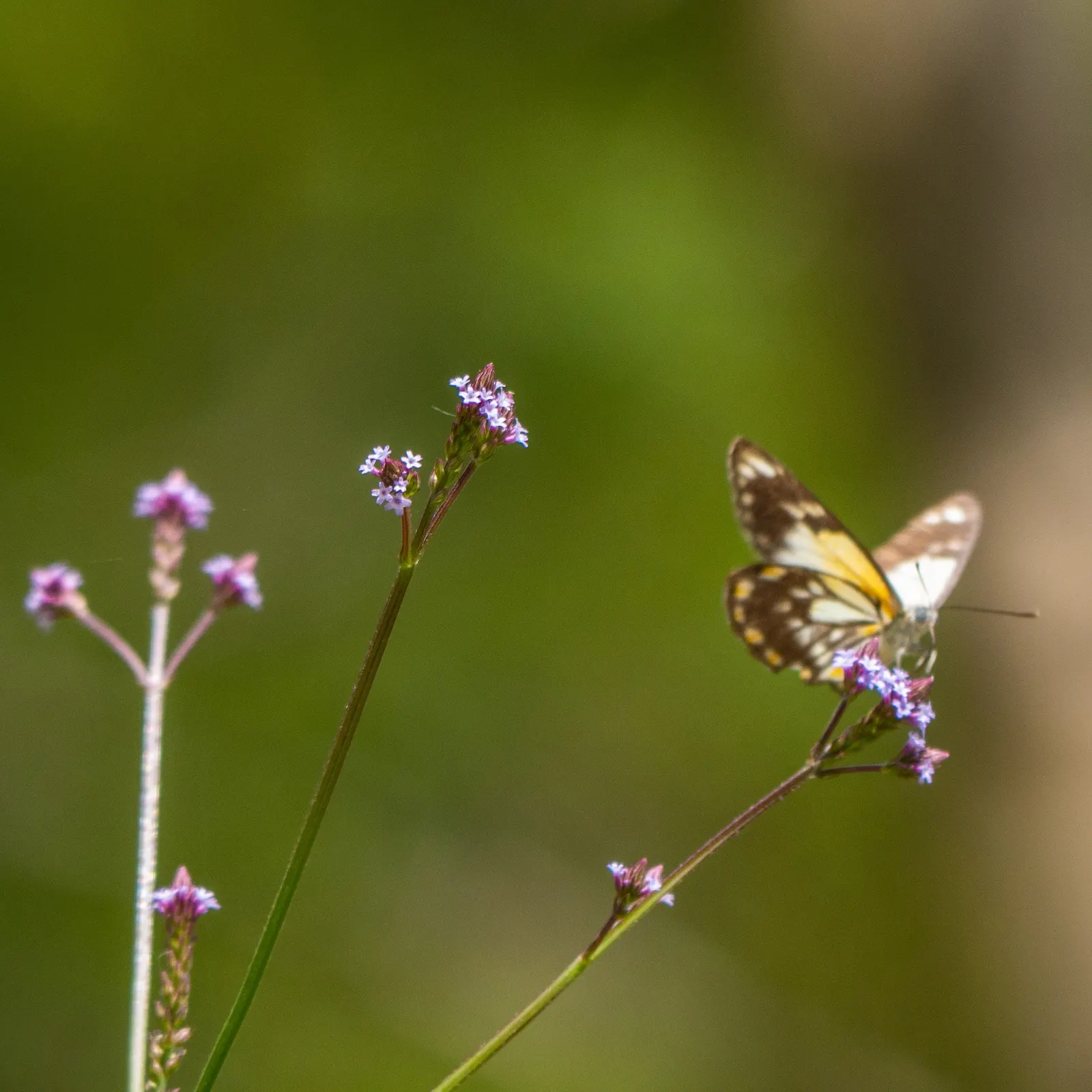 Purple Top Verbena (Verbena Bonariensis) — elegantly grouped at the tips of its stems