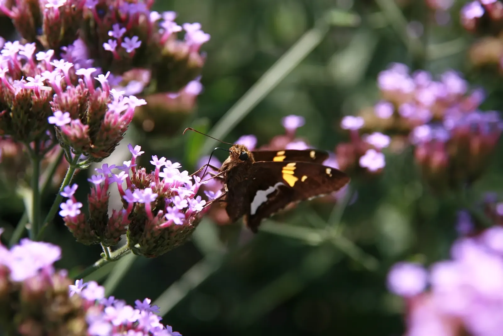 Purple Top Verbena (Verbena Bonariensis) — is an airy perennial reaching up to 6 feet tall and spreading 1 to 3 feet; it presents a stunning, image 82