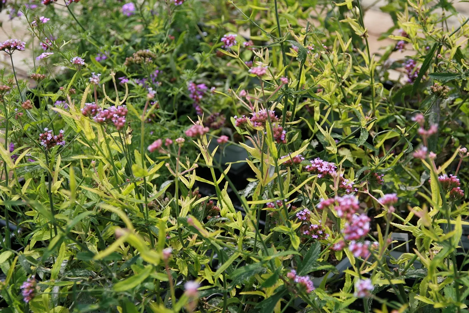 Purple Top Verbena (Verbena Bonariensis) — is an airy perennial reaching up to 6 feet tall and spreading 1 to 3 feet; it presents a stunning, image 55