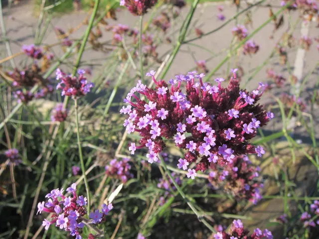 Purple Top Verbena (Verbena Bonariensis) — adds a whimsical touch with its airy