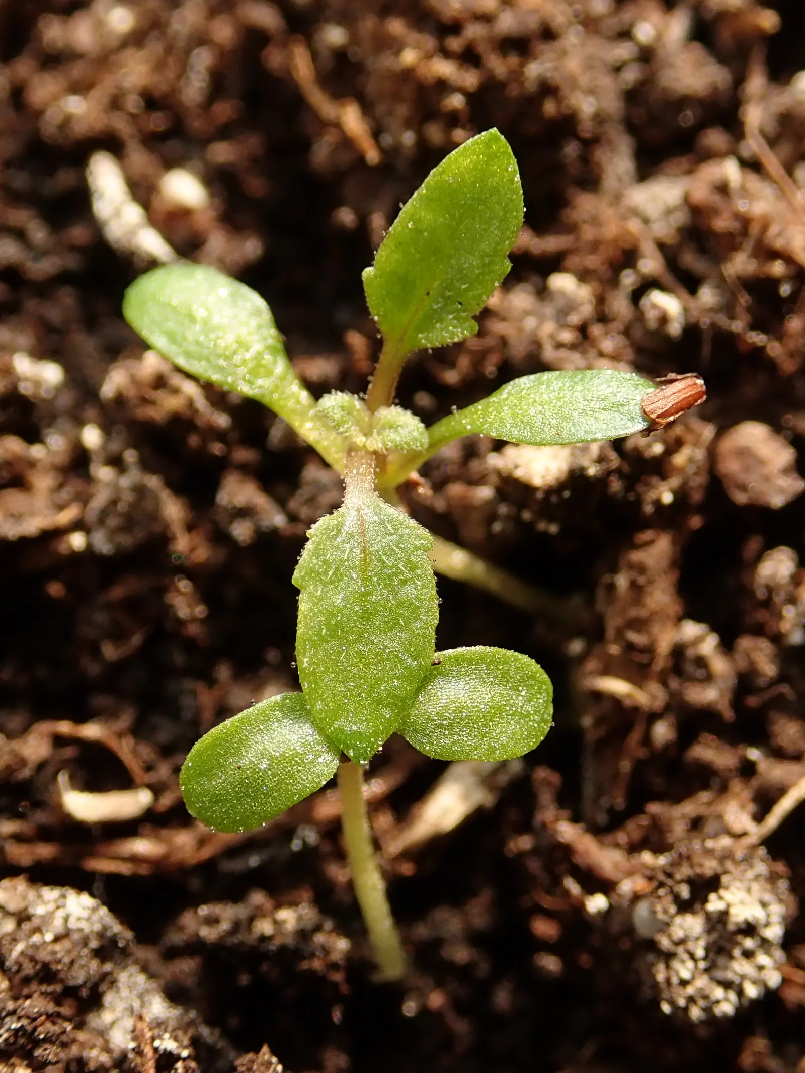 Purple Top Verbena (Verbena Bonariensis) — especially during dry spells; the Purple Top Verbena is a magnet for butterflies and bees, image 76