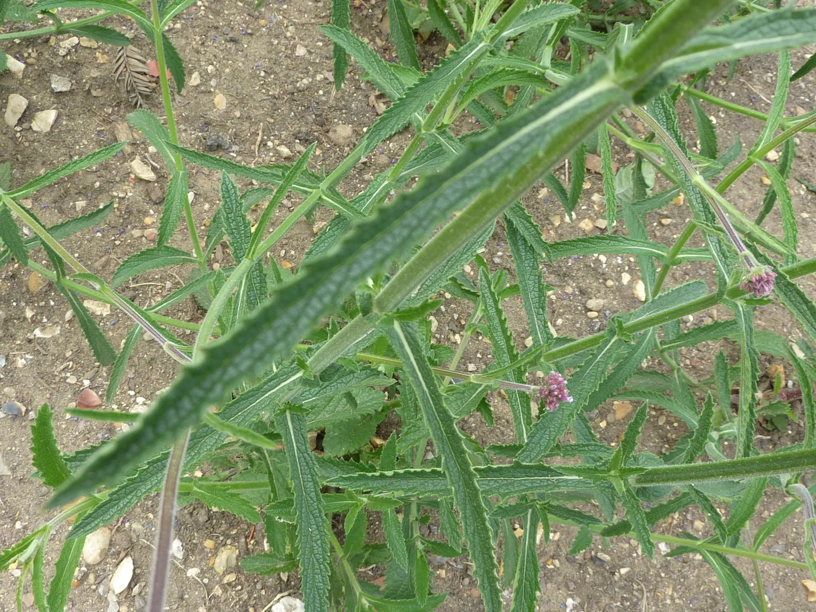Purple Top Verbena (Verbena Bonariensis) — Its vertical stature allows it to gracefully mingle with other perennials and ornamental grasses