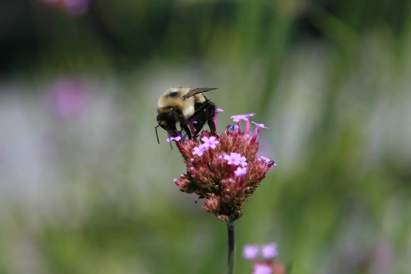 Purple Top Verbena (Verbena Bonariensis) — making it an excellent choice for low-maintenance schemes.<br><br>Favored by pollinators