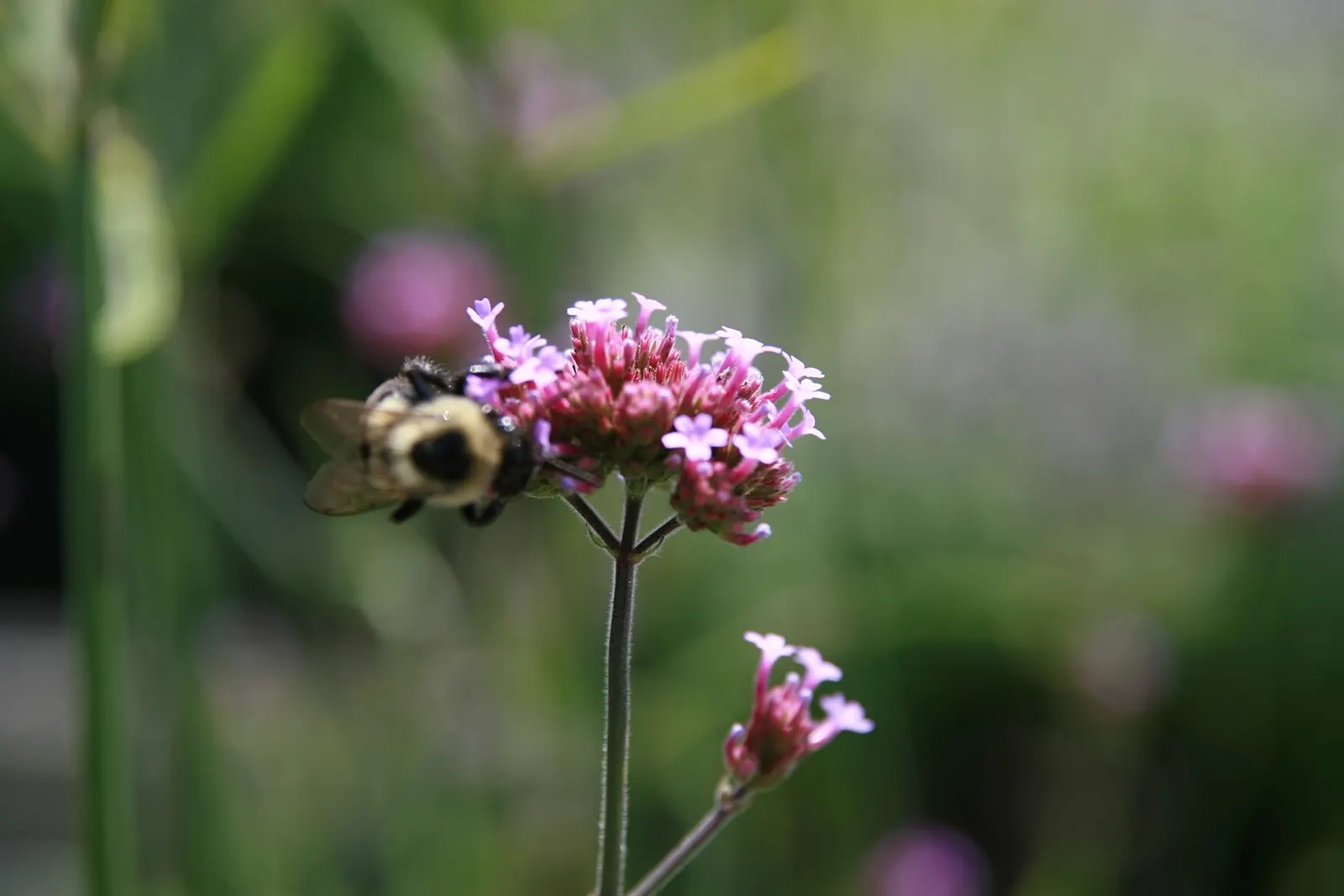 Purple Top Verbena (Verbena Bonariensis) — the Purple Top Verbena is a magnet for butterflies and bees; is an airy perennial reaching up to 6 feet, image 70