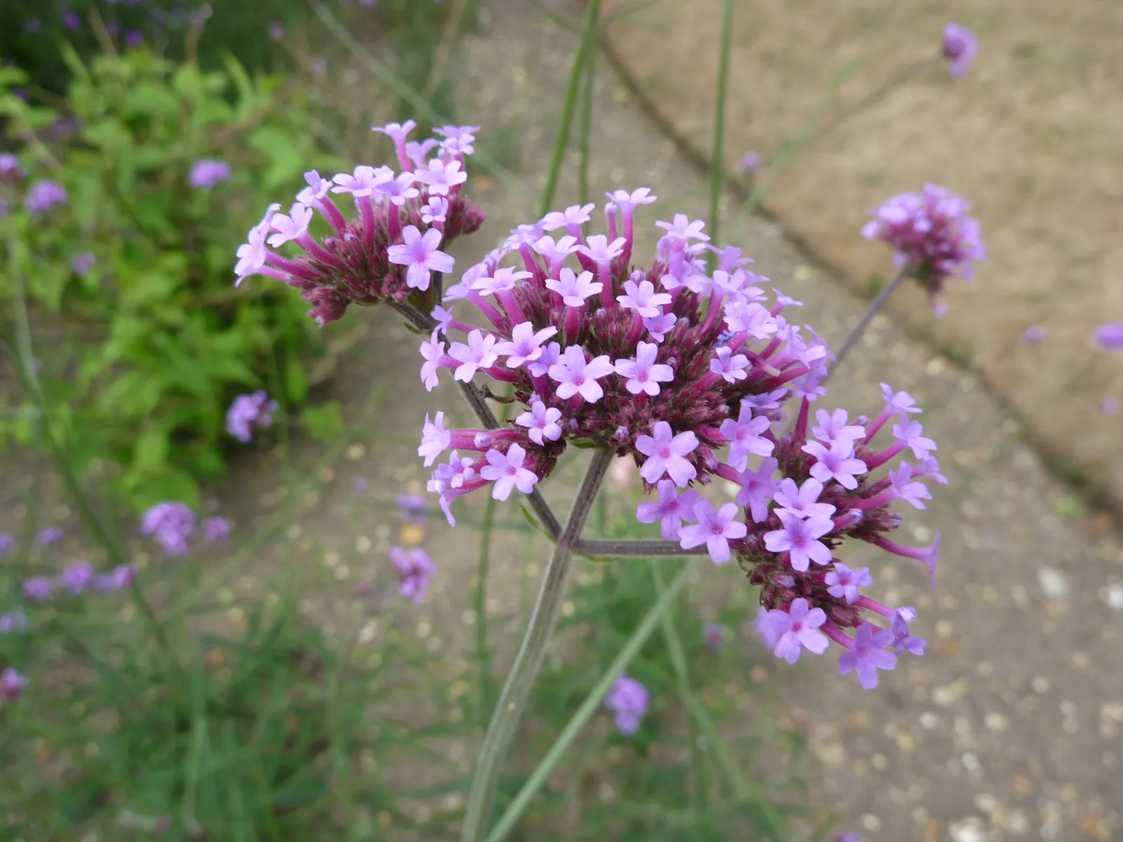 Purple Top Verbena (Verbena Bonariensis) — When planting for design impact, consider mass planting or using it as an accent in mixed borders