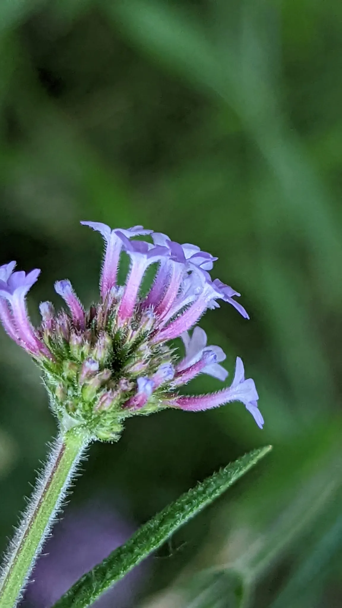 Purple Top Verbena (Verbena Bonariensis) — elegantly grouped at the tips of its stems; requiring a minimum of 6 hours of direct sunlight a day to, image 64
