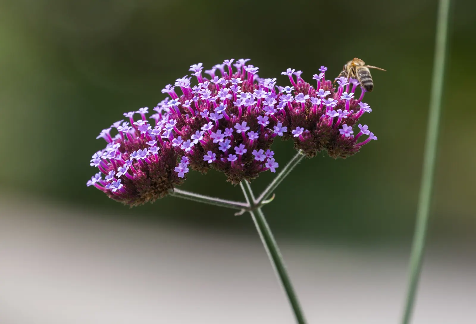 Purple Top Verbena (Verbena Bonariensis) — offering a layer of height and texture that invites the eyes upward.<br><br>For ideal vigor; known for its vibrant