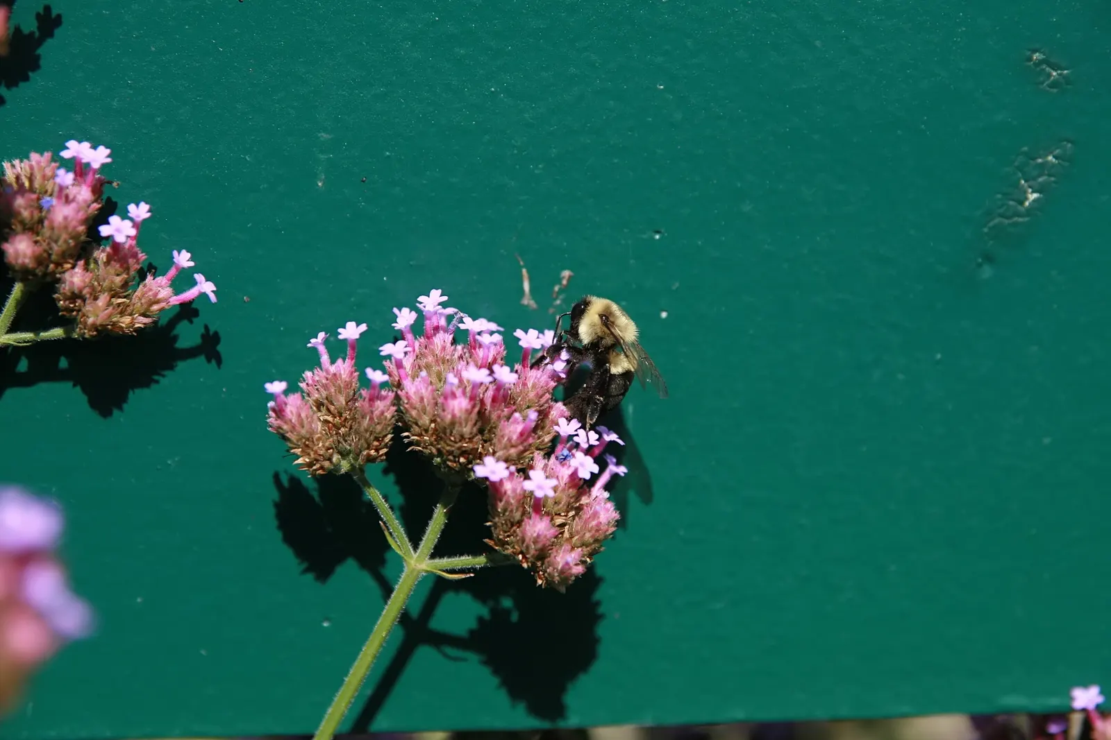 Purple Top Verbena (Verbena Bonariensis) — lending both beauty and benevolence to your client's landscape