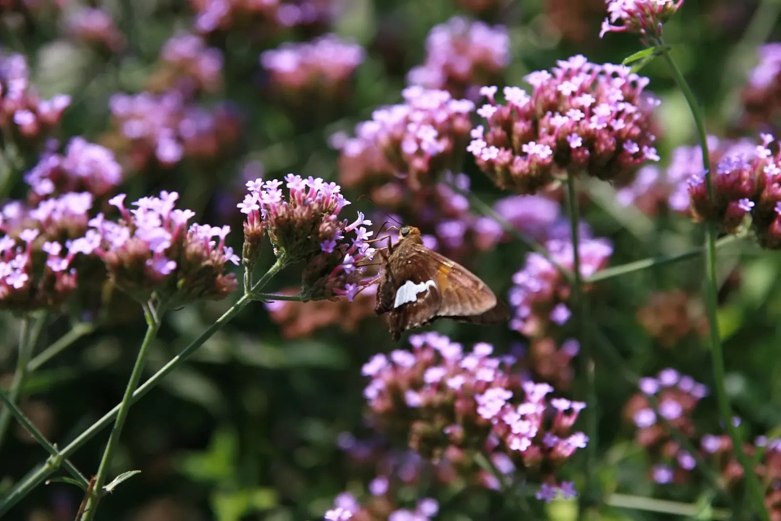 Purple Top Verbena (Verbena Bonariensis) — clustered blooms and tall; its vertical stature allows it to gracefully mingle with other perennials and, image 61