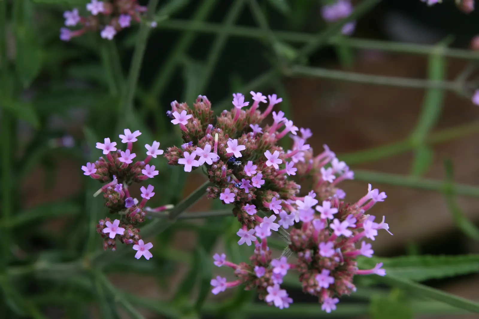 Purple Top Verbena (Verbena Bonariensis) — requiring a minimum of 6 hours of direct sunlight a day to flourish; clustered blooms and tall