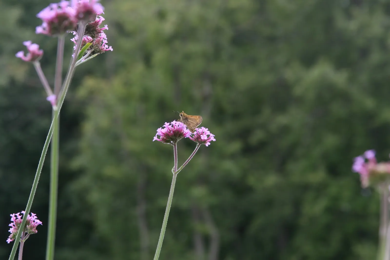 Purple Top Verbena (Verbena Bonariensis) — clustered blooms and tall