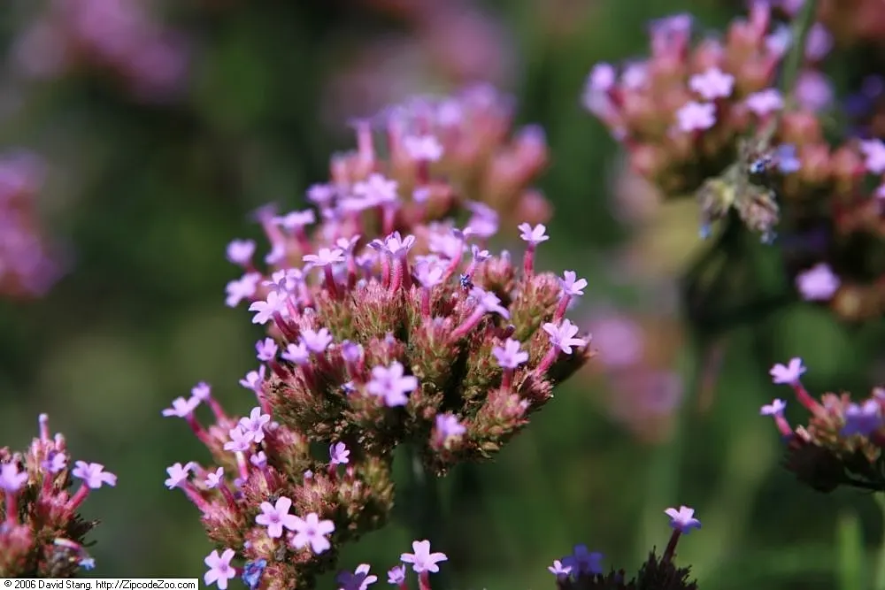 Purple Top Verbena (Verbena Bonariensis) — It presents a stunning vertical element in borders or as a backdrop in garden designs; purple flowers in, image 58