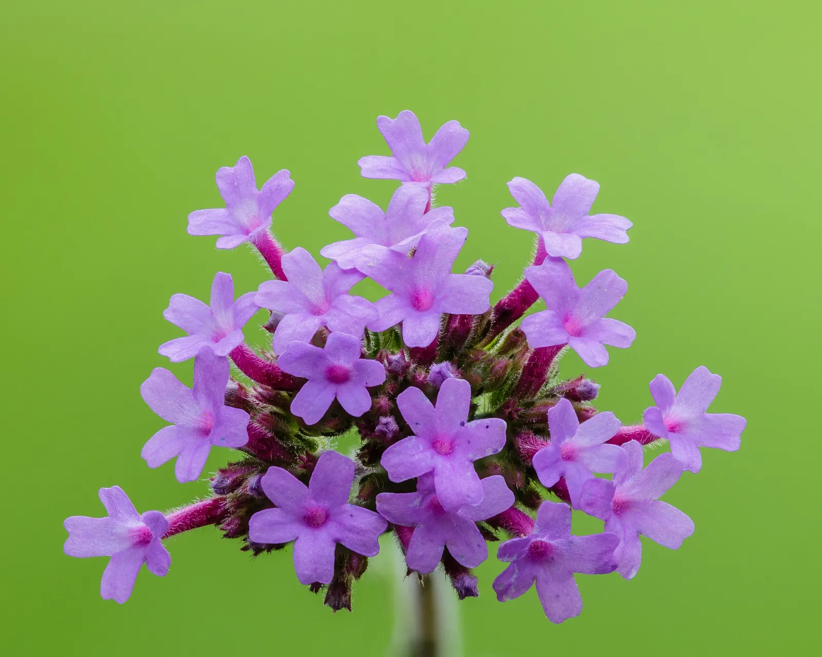 Purple Top Verbena (Verbena Bonariensis) — exhibits drought tolerance, image 41