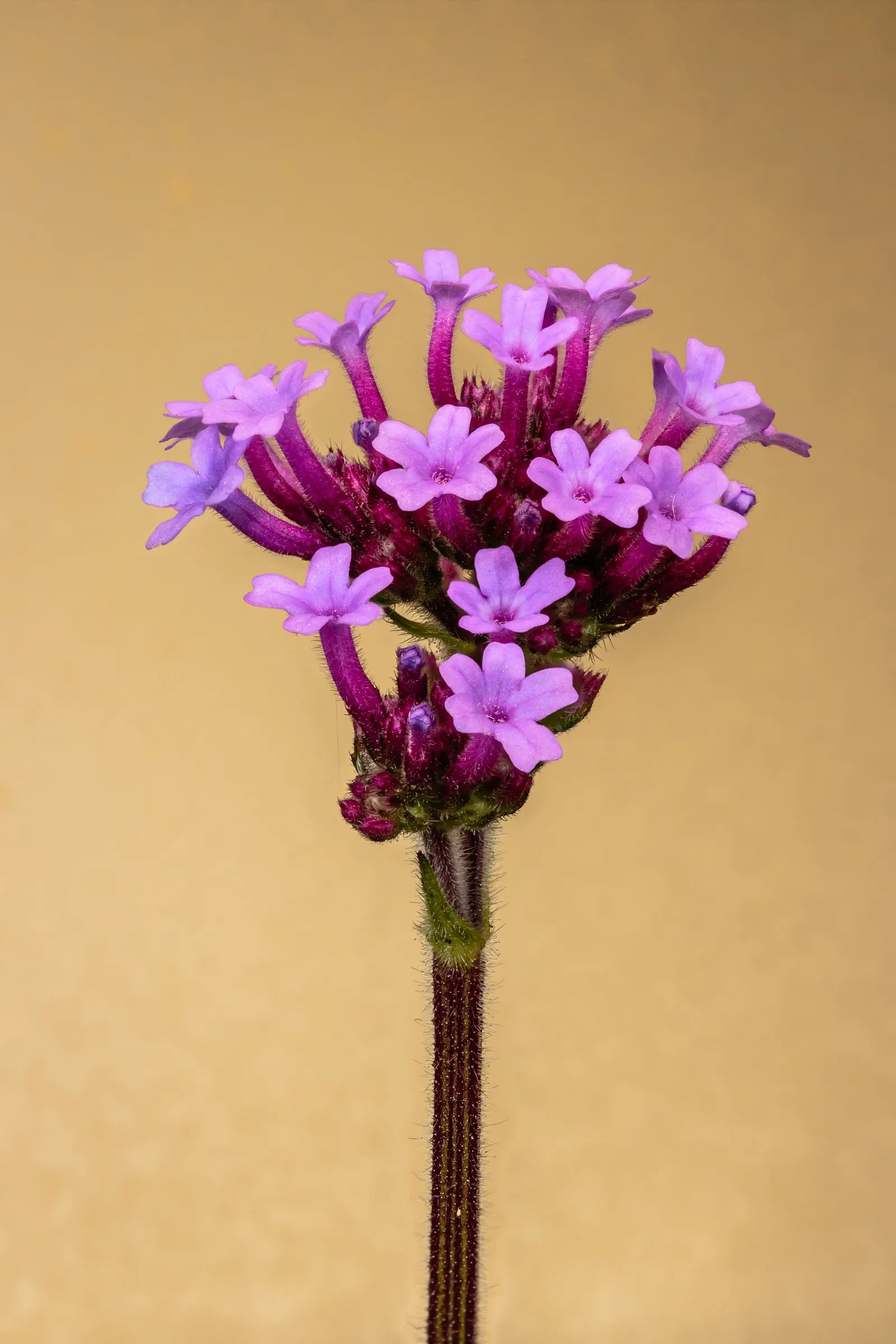 Purple Top Verbena (Verbena Bonariensis) — perennial for full; lending both beauty and benevolence to your client's landscape