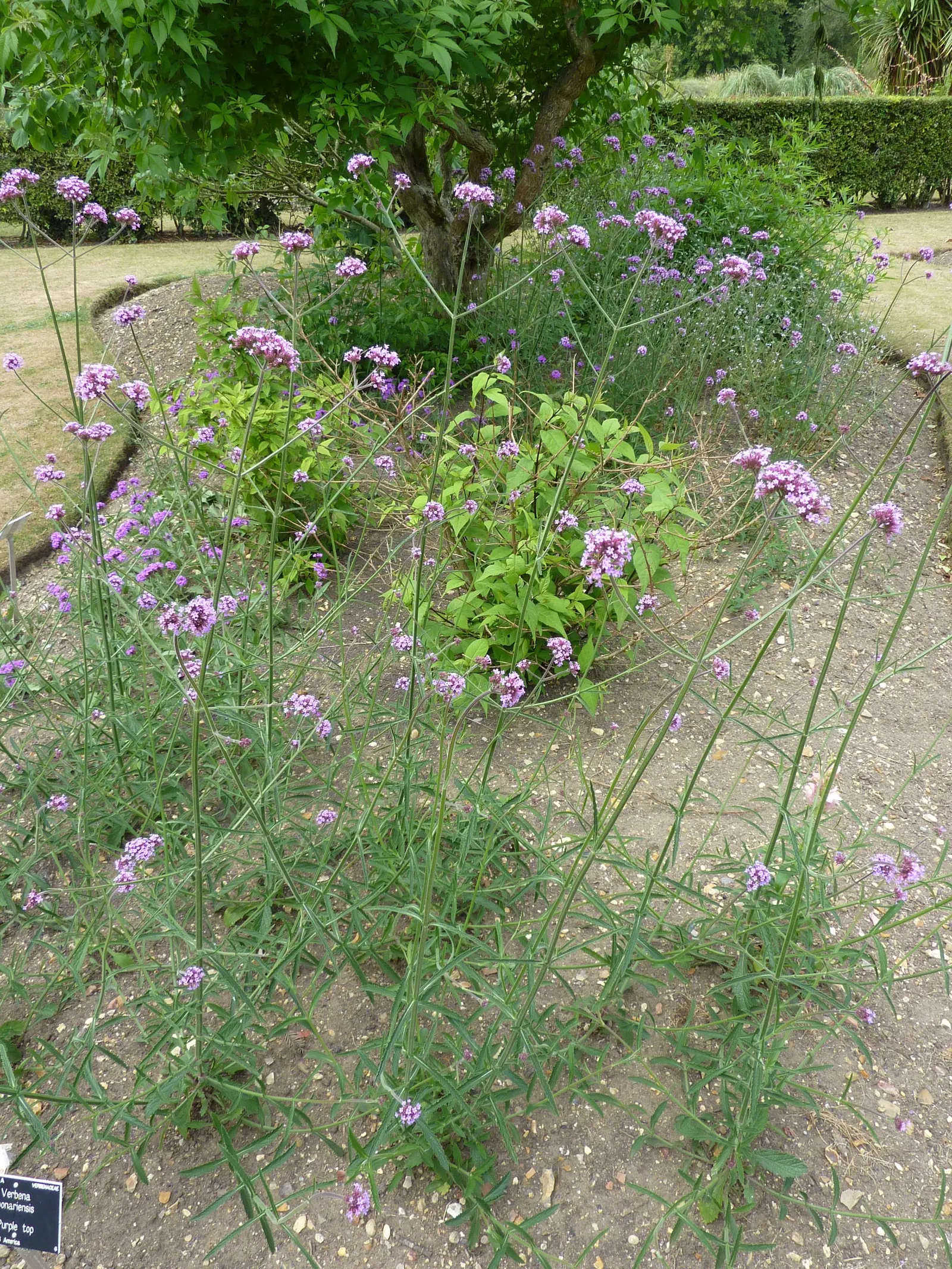 Purple Top Verbena (Verbena Bonariensis) — Known for its vibrant purple clusters atop slender stems, this plant sways gracefully in the breeze; these blossoms