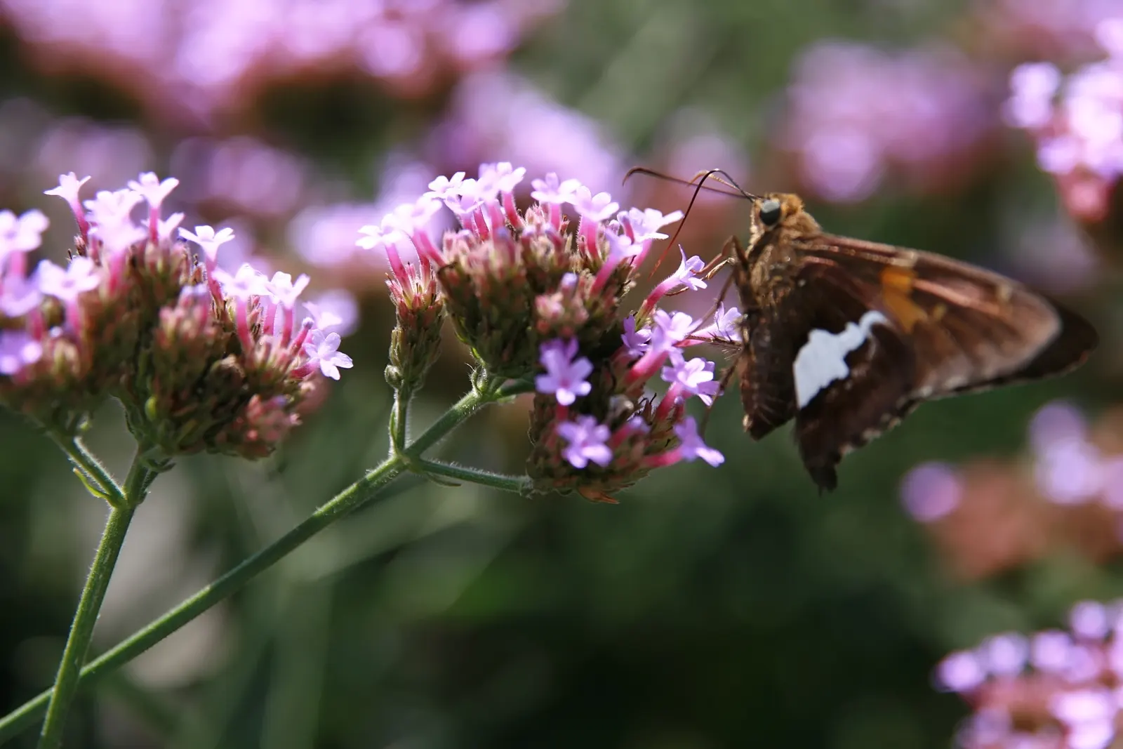 Purple Top Verbena (Verbena Bonariensis) — injecting both structure and delicate movement into garden designs.<br><br>True to its common name; perennial with