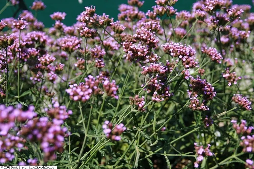 Purple Top Verbena (Verbena Bonariensis) — especially during dry spells; the Purple Top Verbena is a magnet for butterflies and bees