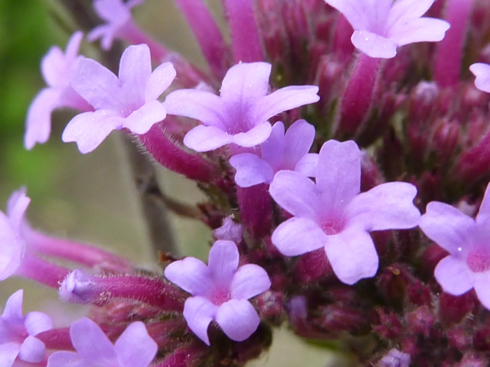 Purple Top Verbena (Verbena Bonariensis) — clustered blooms and tall; its vertical stature allows it to gracefully mingle with other perennials and ornamental