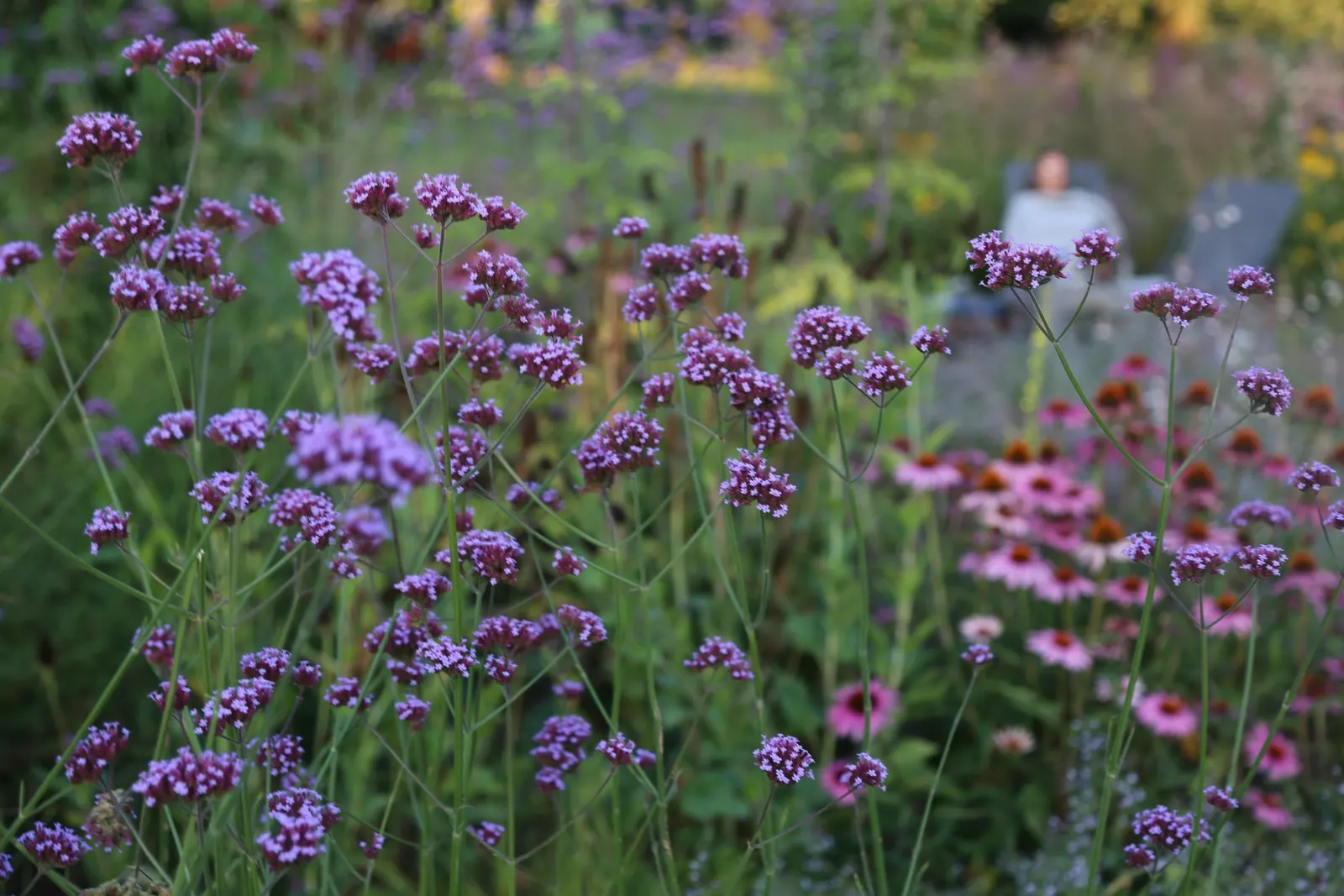 Purple Top Verbena (Verbena Bonariensis) — especially during dry spells