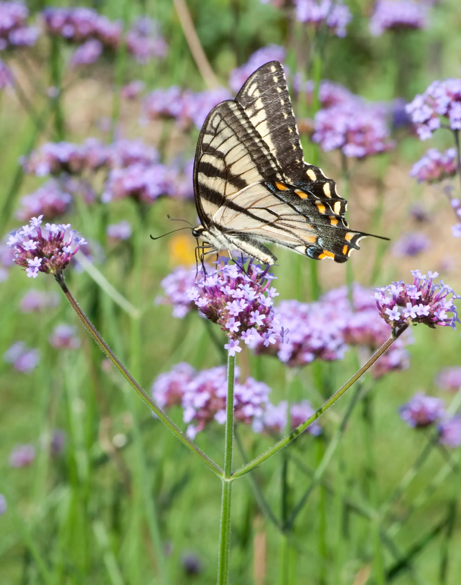Purple Top Verbena (Verbena Bonariensis) — requiring a minimum of 6 hours of direct sunlight a day to flourish