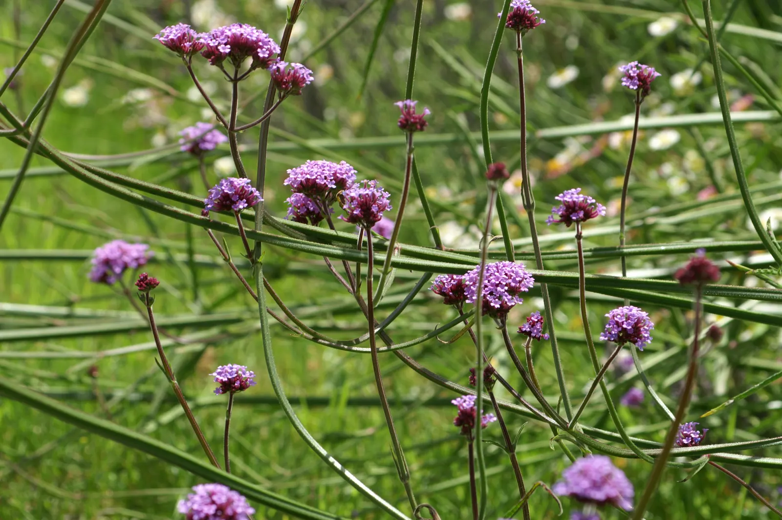 Purple Top Verbena (Verbena Bonariensis) — perennial with purple blooms; enhancing the ecological value of your garden