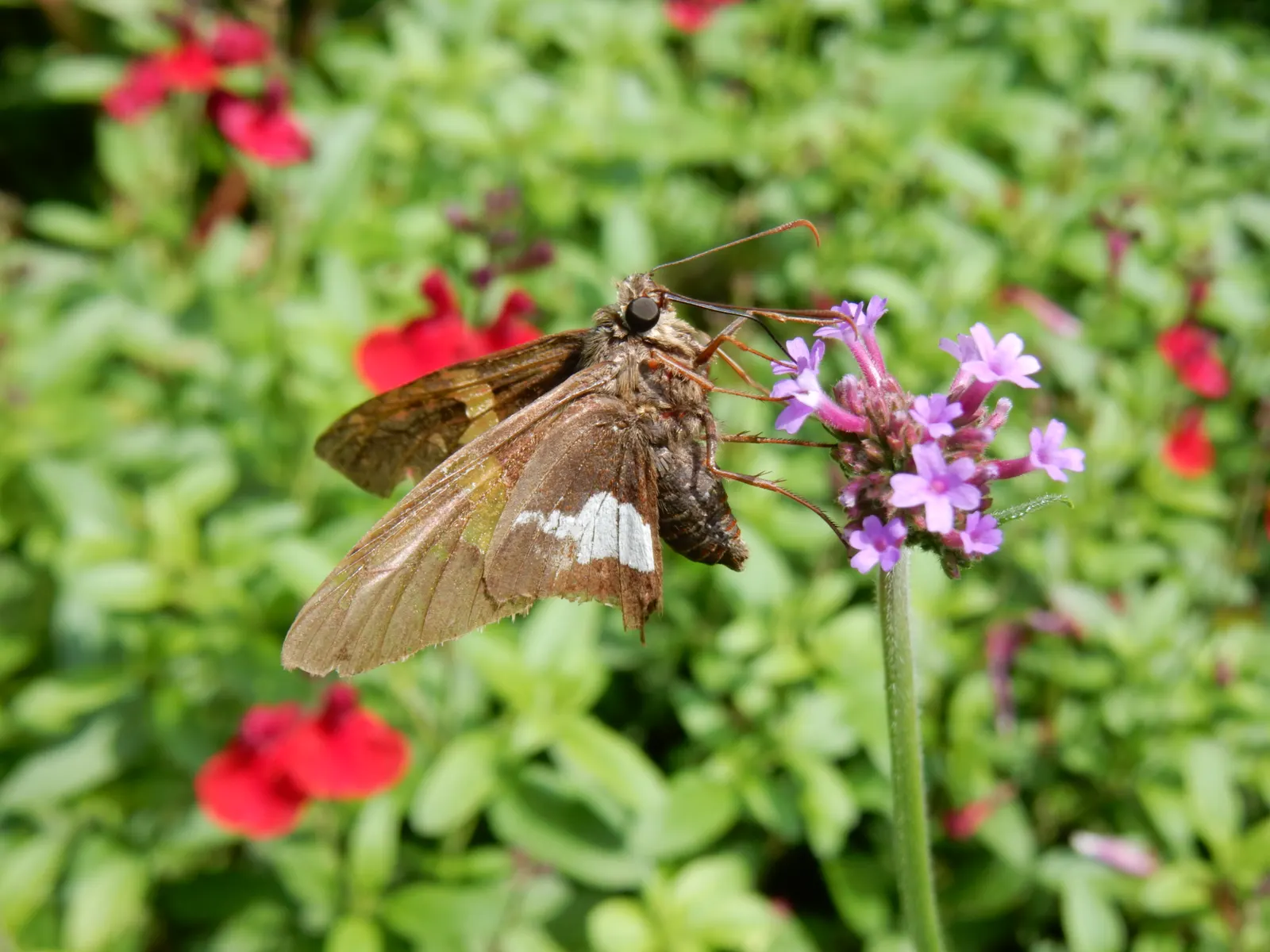 Purple Top Verbena (Verbena Bonariensis) — Thriving in full sun to partial shade, it is drought-tolerant and attracts pollinators; when planting, image 57