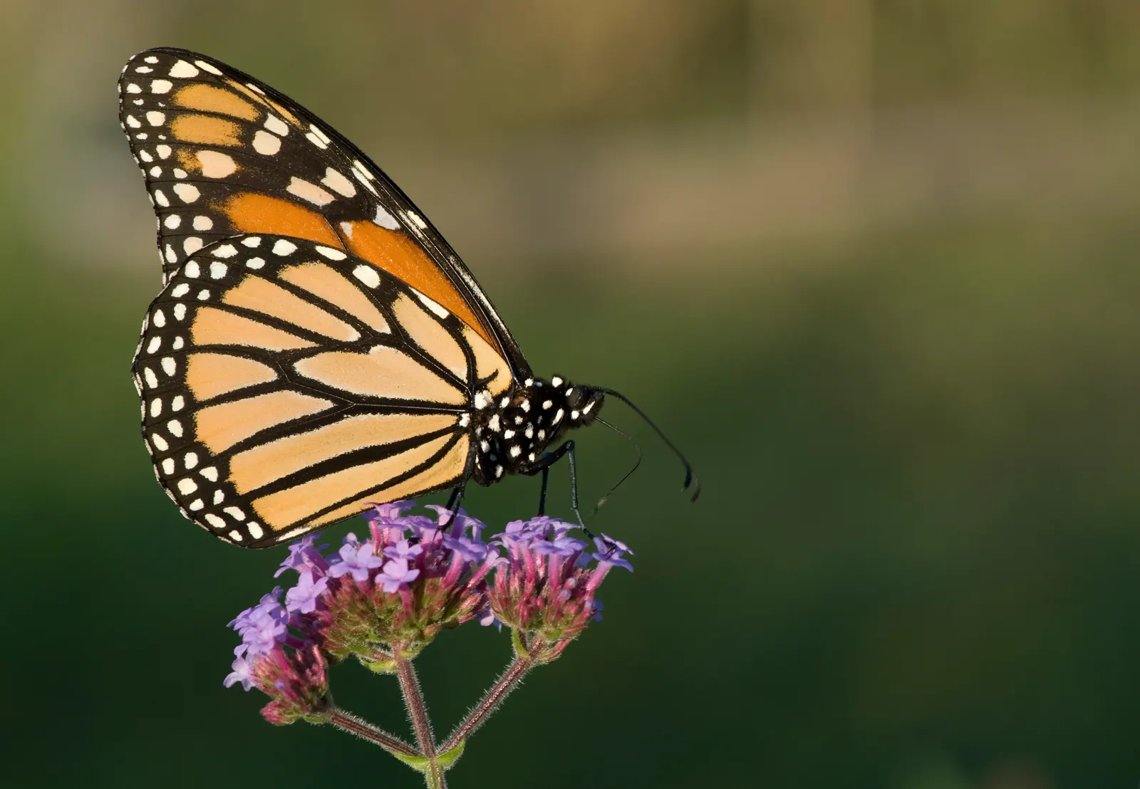 Purple Top Verbena (Verbena Bonariensis) — offering a layer of height and texture that invites the eyes upward.<br><br>For ideal vigor