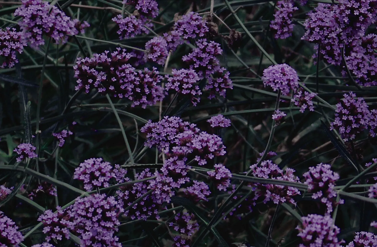 Purple Top Verbena (Verbena Bonariensis) — enhancing the ecological value of your garden