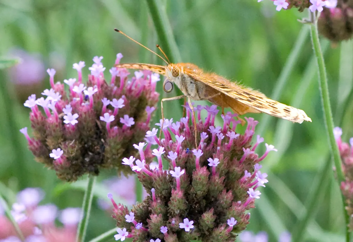Purple Top Verbena (Verbena Bonariensis) — injecting both structure and delicate movement into garden designs.<br><br>True to its common name, image 62