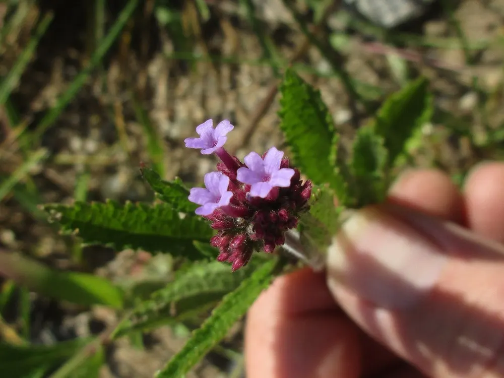 Purple Top Verbena (Verbena Bonariensis) — requiring a minimum of 6 hours of direct sunlight a day to flourish; clustered blooms and tall, image 67