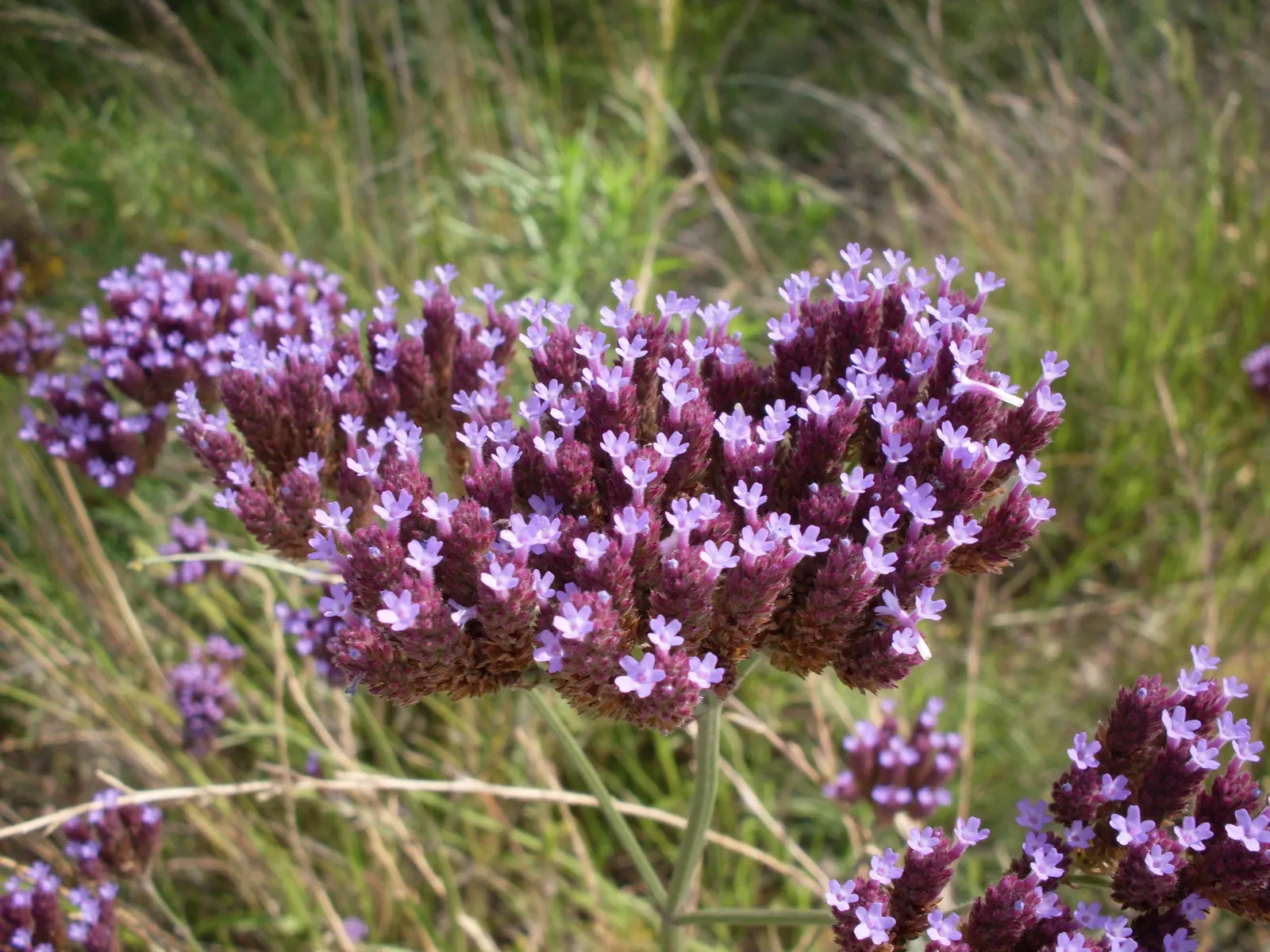 Purple Top Verbena (Verbena Bonariensis) — the Purple Top Verbena thrives in full sun