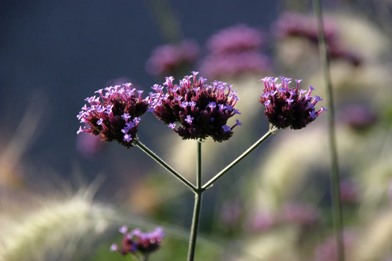 Purple Top Verbena (Verbena Bonariensis) — enhancing the ecological value of your garden; injecting both structure and delicate movement into garden, image 71
