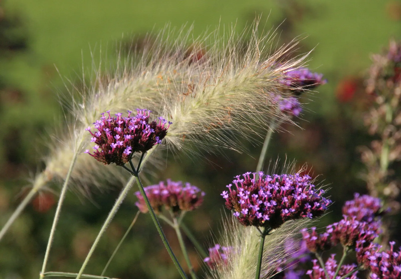 Purple Top Verbena (Verbena Bonariensis) — perennial for full; lending both beauty and benevolence to your client's landscape, image 81