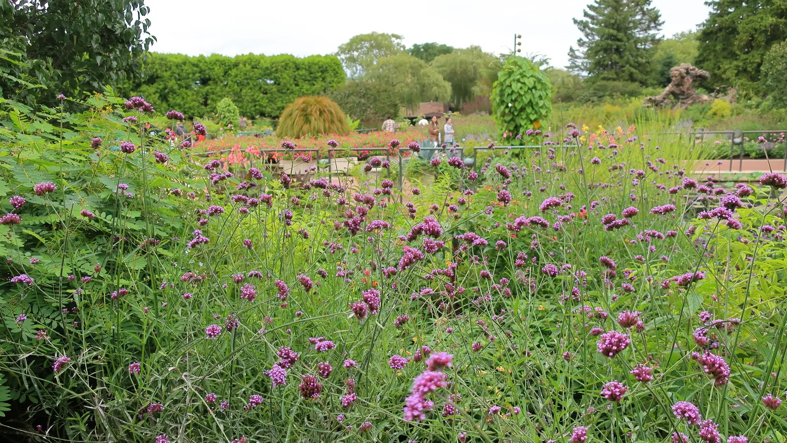 Purple Top Verbena (Verbena Bonariensis) — These blossoms create a vibrant canopy of color from midsummer until the first frost; offering a layer, image 65
