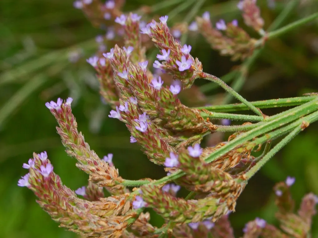 Purple Top Verbena (Verbena Bonariensis) — tubular flowers in a radiant purple hue