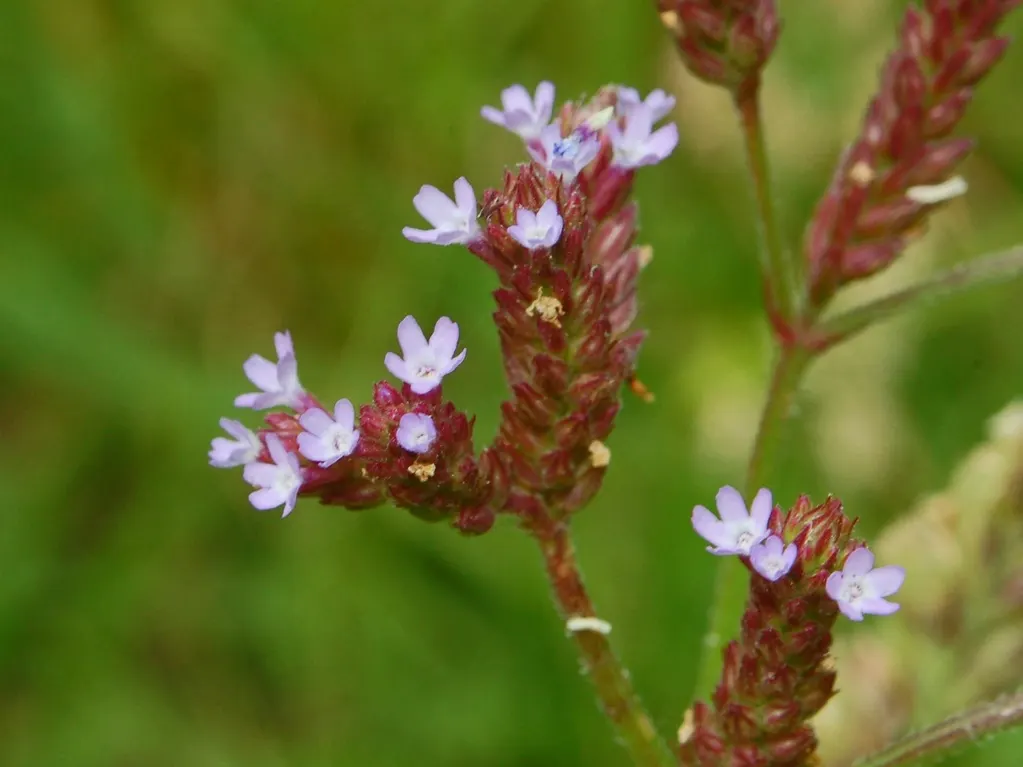 Purple Top Verbena (Verbena Bonariensis) — purple flowers in the garden; elegantly grouped at the tips of its stems, image 79