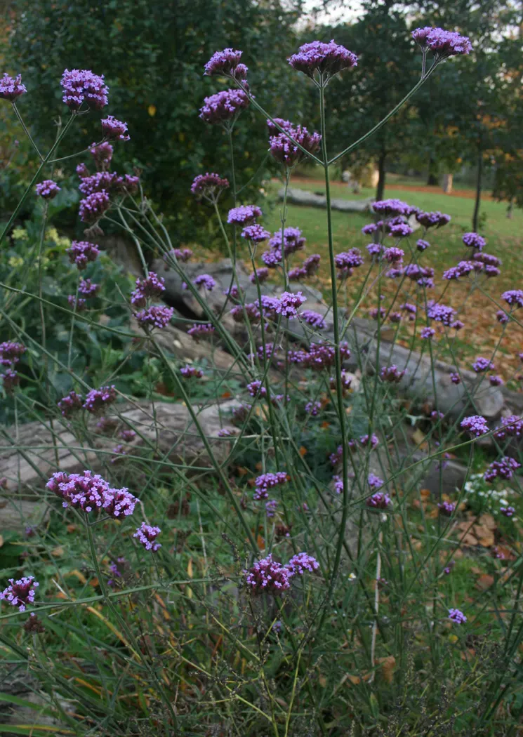 Purple Top Verbena (Verbena Bonariensis) — trim spent blooms to encourage a robust repeat flowering and provide moderate watering