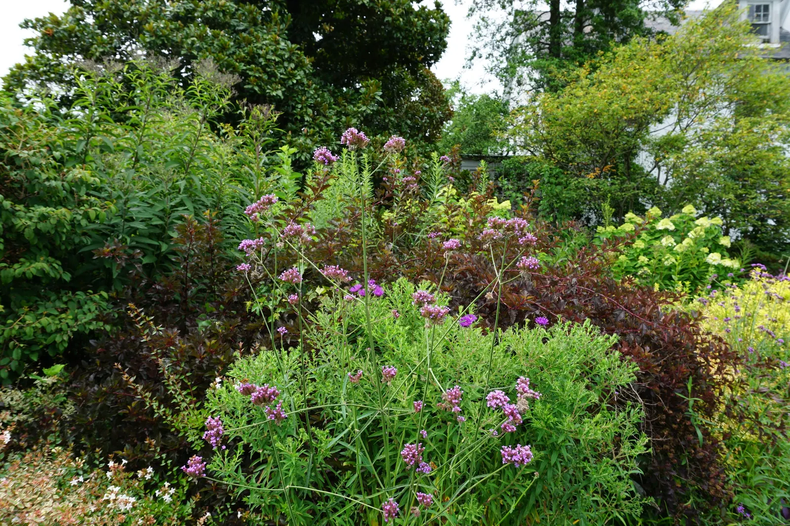 Purple Top Verbena (Verbena Bonariensis) — tubular flowers in a radiant purple hue; adds a whimsical touch with its airy