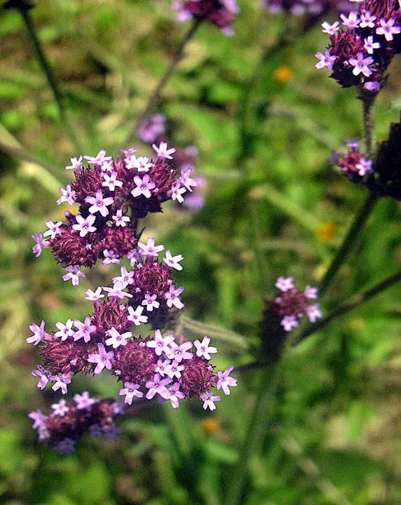 Purple Top Verbena (Verbena Bonariensis) — Known for its vibrant purple clusters atop slender stems, this plant sways gracefully in the breeze, image 56