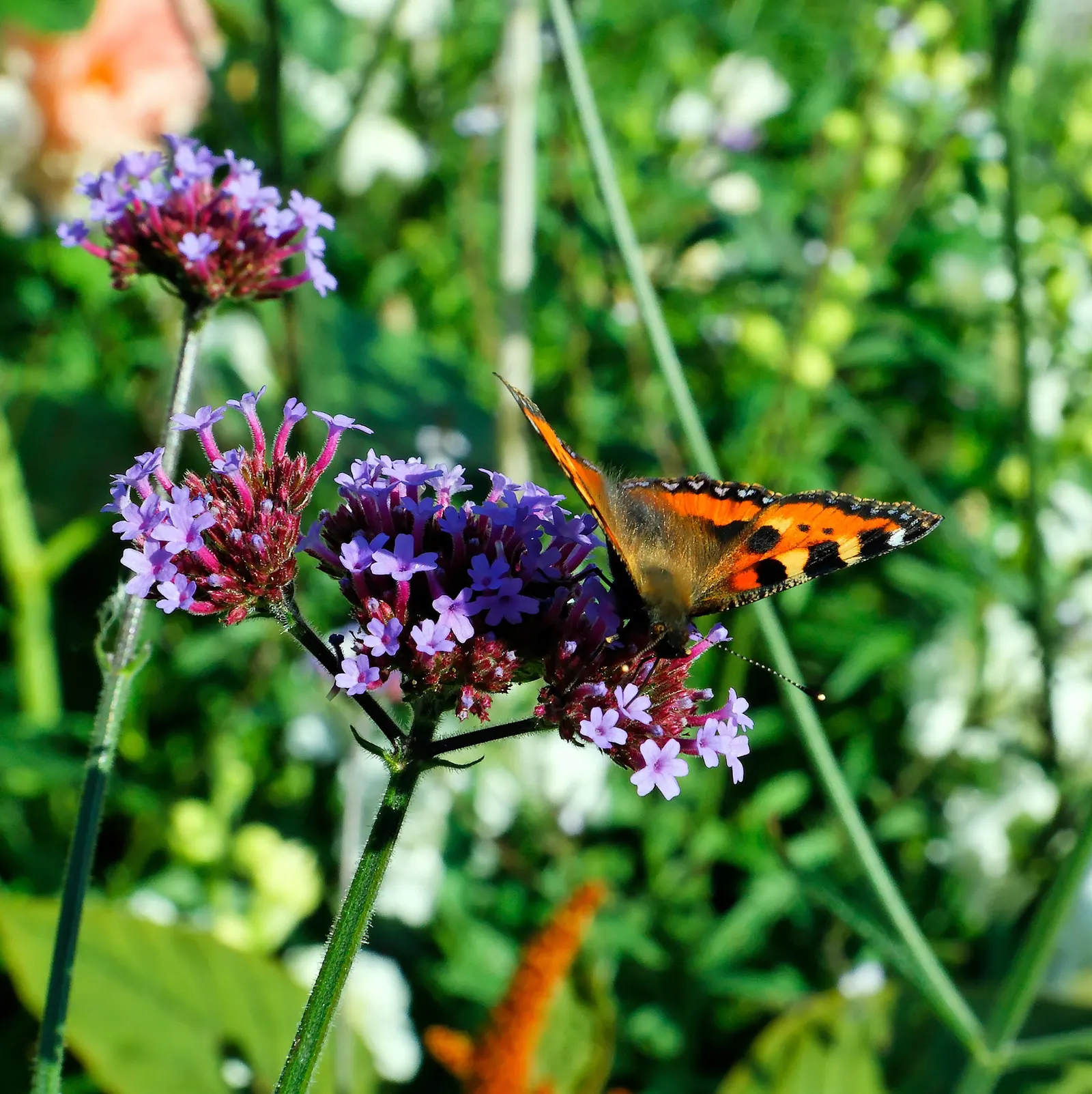 Purple Top Verbena (Verbena Bonariensis) — Known for its vibrant purple clusters atop slender stems, this plant sways gracefully in the breeze