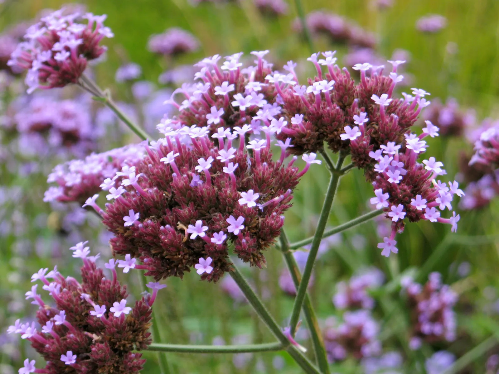 Purple Top Verbena (Verbena Bonariensis) — is an airy perennial reaching up to 6 feet tall and spreading 1 to 3 feet; it presents a stunning vertical element